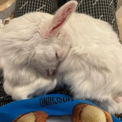 头像2023最火好看宠物(精选26张)