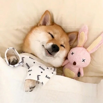 头像2023最火好看宠物(精选26张)