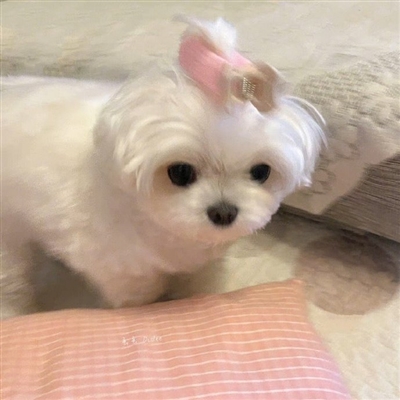 头像2023最火好看宠物(精选26张)