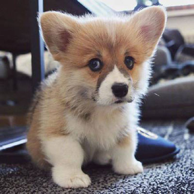 柯基头像高级 柯基犬超可爱头像