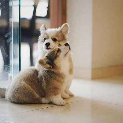 柯基头像高级 柯基犬超可爱头像