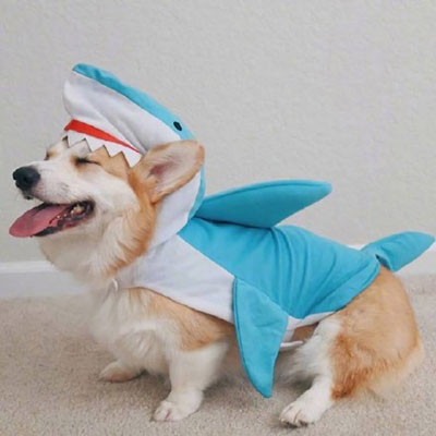 柯基头像高级 柯基犬超可爱头像