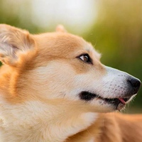 柯基头像高级 柯基犬超可爱头像