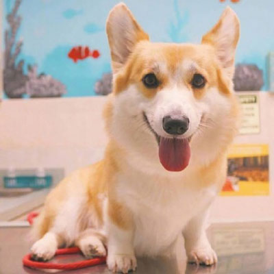 柯基头像高级 柯基犬超可爱头像