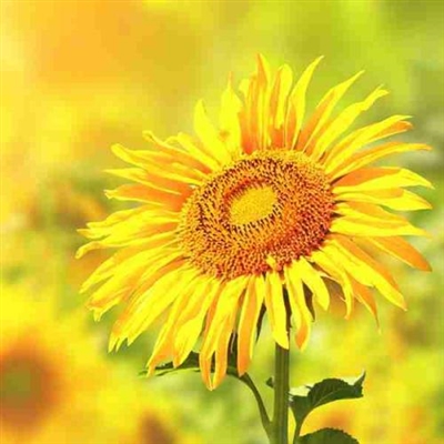 最美的阳光头像 阳光大气微信头像图片