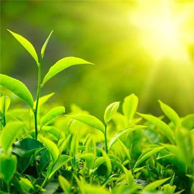 最美的阳光头像 阳光大气微信头像图片