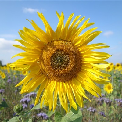 最美的阳光头像 阳光大气微信头像图片