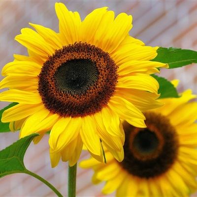 带来好运的微信头像花 微信图片花朵吉祥好运