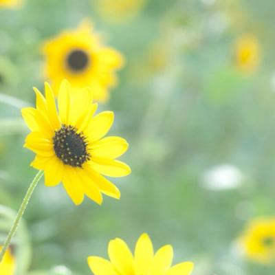 带来好运的微信头像花 微信图片花朵吉祥好运