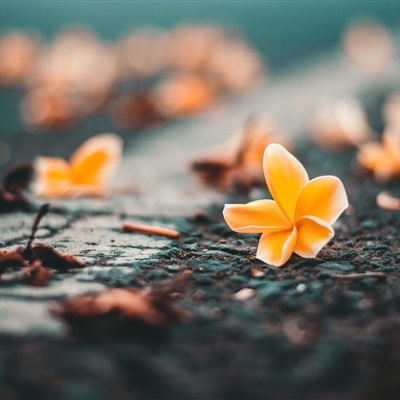 带来好运的微信头像花 微信图片花朵吉祥好运