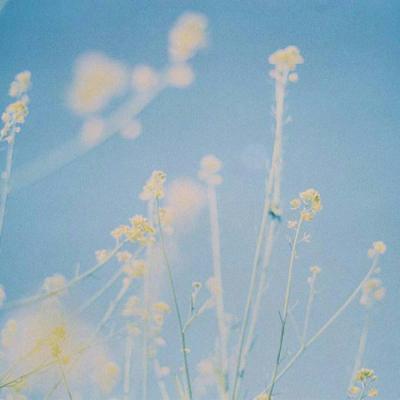 带来好运的微信头像花 微信图片花朵吉祥好运