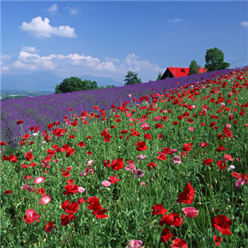 寓意好运微信头像图片 吉祥招财的微信头像图片