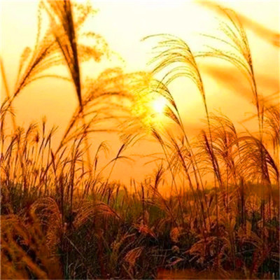 2023转运的微信头像 2023年招财微信头像