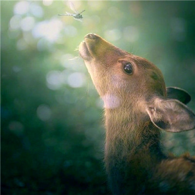 2023年给女人带来好运的头像 女人专用的微信头像