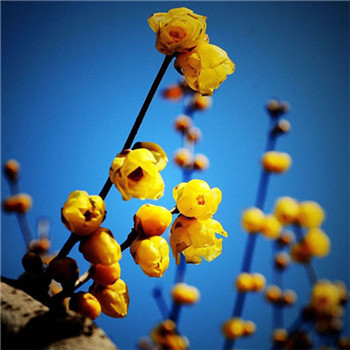 高分好运头像(16张)