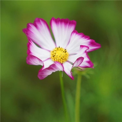 高分好运头像(16张)