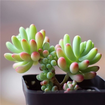 高分好运头像(16张)