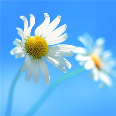 最佳头像图片带来好运(精选16张)