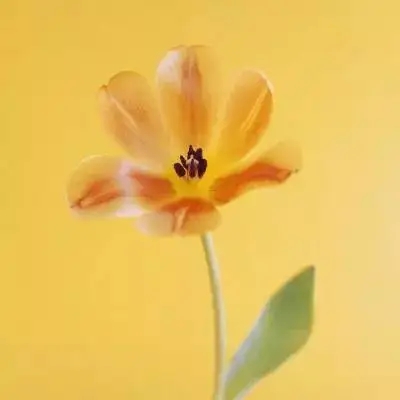 最佳头像图片带来好运(精选16张)