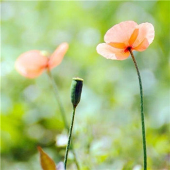 好运满满微信头像(16张)