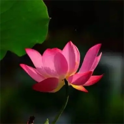 提升运气的微信头像图片(16张)