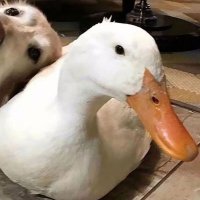 适合做头像的图片可爱(18张)