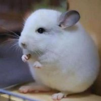 适合做头像的图片可爱(18张)