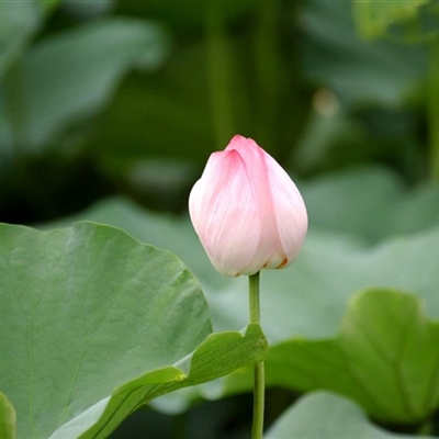 最美妈妈头像图片大全(精选14张)