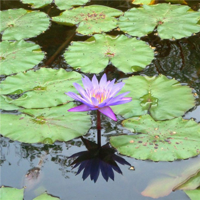 妈妈最喜欢的头像图片(精选16张)