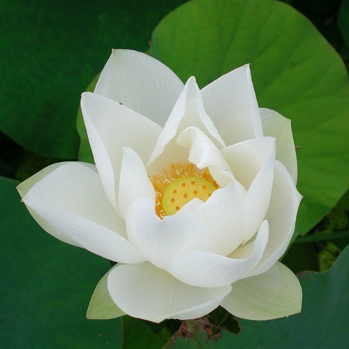 妈妈最喜欢的头像图片(精选16张)