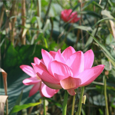 妈妈最喜欢的头像图片(精选16张)