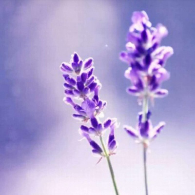 妈妈最喜欢的头像图片(精选16张)