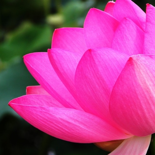 妈妈最喜欢的头像图片(精选16张)