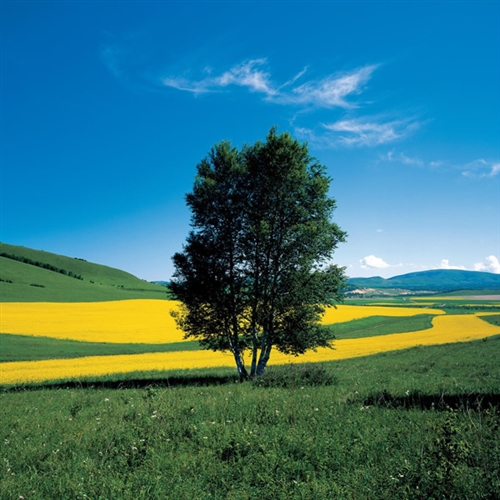 好看又耐看的头像图片(16张)