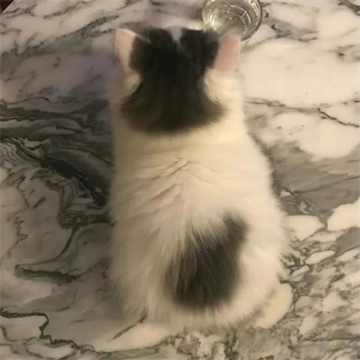 最近火的头像猫(精选16张)