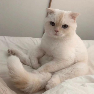 最近火的头像猫(精选16张)