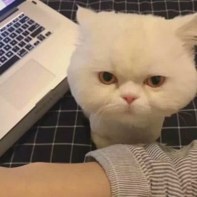 最近火的头像猫(精选16张)