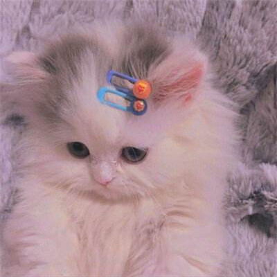 最近火的头像猫(精选16张)