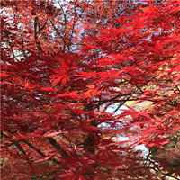 最美的风景头像图片精选(16张)