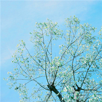 唯美风景头像图片大全高清(精选27张)