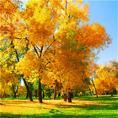 2023转运的微信头像花草(精选24张)