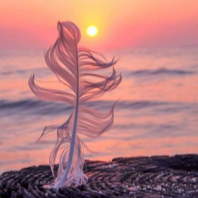 2023转运的微信头像花草(精选24张)