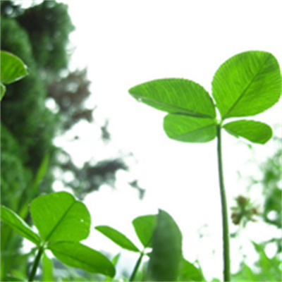 2023转运的微信头像四叶草(14张)