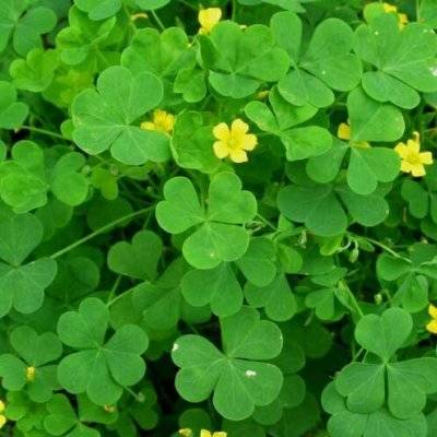 2023转运的微信头像四叶草(14张)