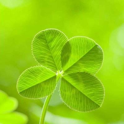 2023转运的微信头像四叶草(14张)