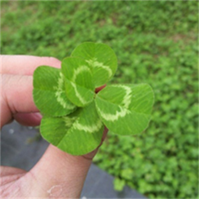 2023转运的微信头像四叶草(14张)