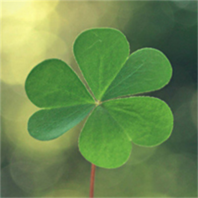 2023转运的微信头像四叶草(14张)