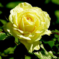 月季花微信头像最好看的(精选24张)