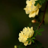 月季花微信头像最好看的(精选24张)