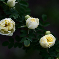 月季花微信头像最好看的(精选24张)